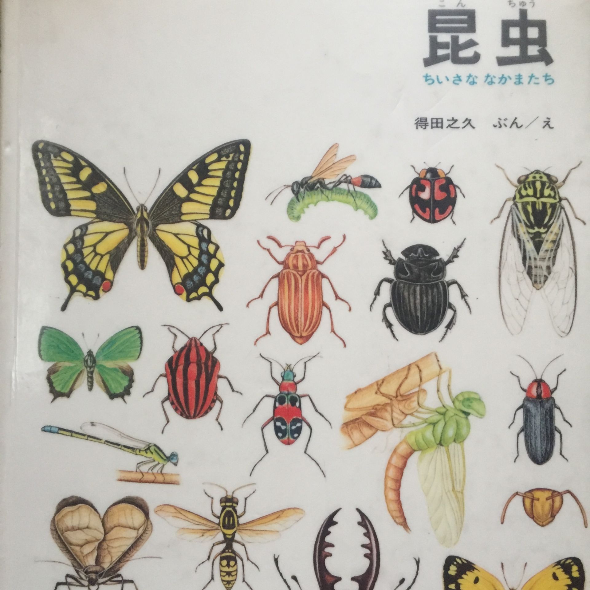 昆虫 表紙